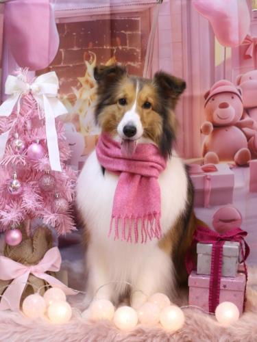 20241218ティーラちゃん